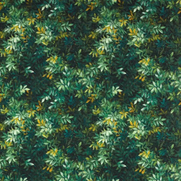 Forest outdoor